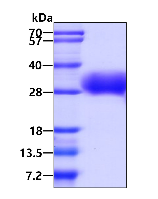 3 μg by SDS-PAGE under reducing condition and visualized by coomassie blue stain